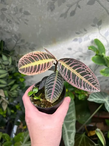 Продажа Лабизии бронзовой - Лотереи в Красноярск