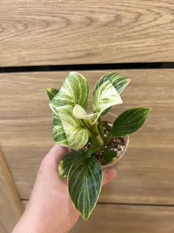 Филодендрон биркин Гэлакси - Лотереи в Красноярск