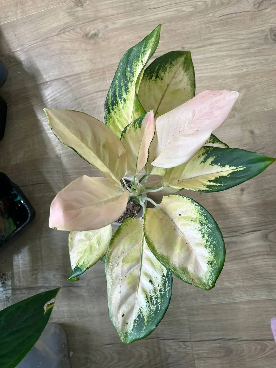 Аглаонема Еллоу Кочин - Комнатные растения (Хобби и отдых) в Красноярск