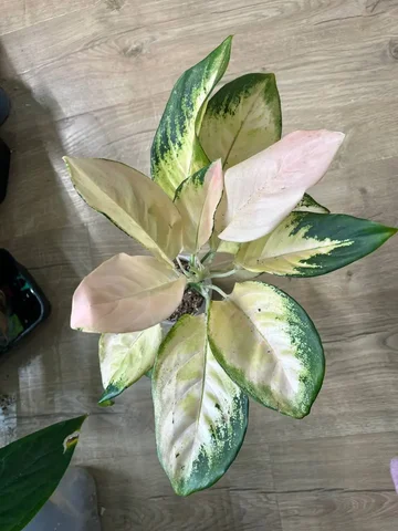 Аглаонема Еллоу Кочин - Лотереи в Красноярск