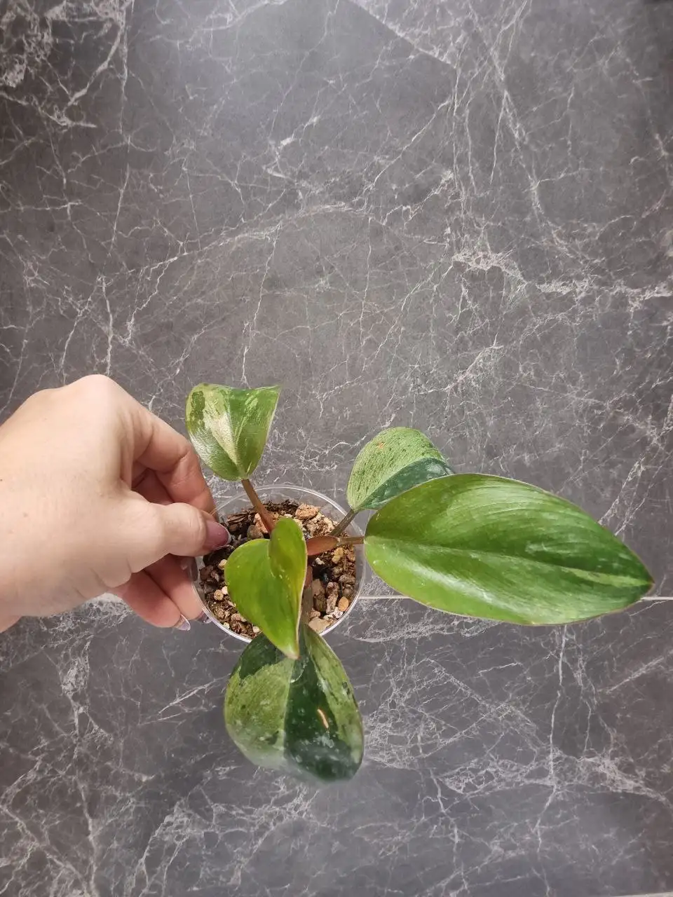 Филодендрон Конго карлик варигатный - Комнатные растения (Хобби и отдых) в Красноярск