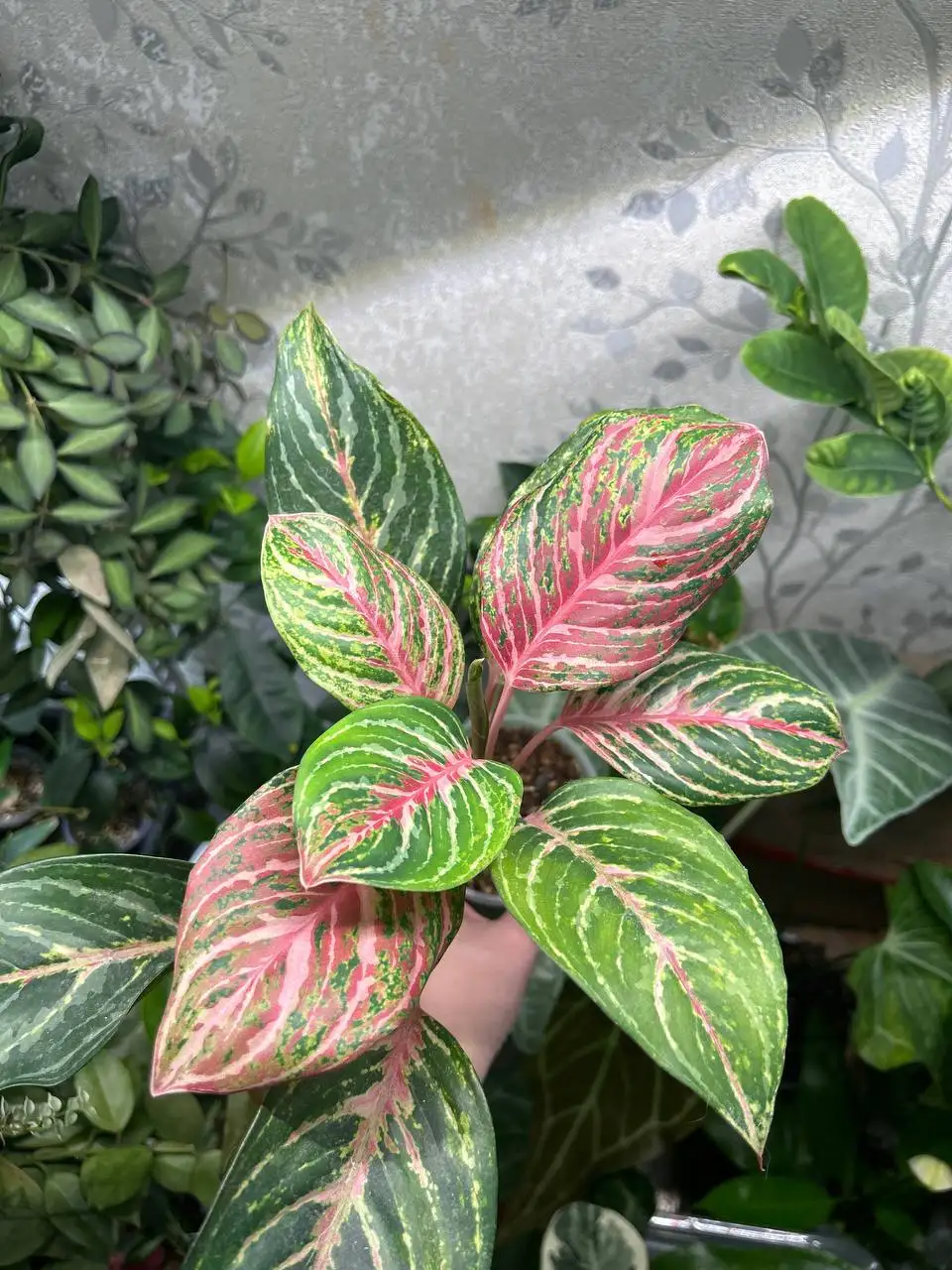 Аглаонема комнатное растение - Комнатные растения (Для дома и дачи) в Красноярск