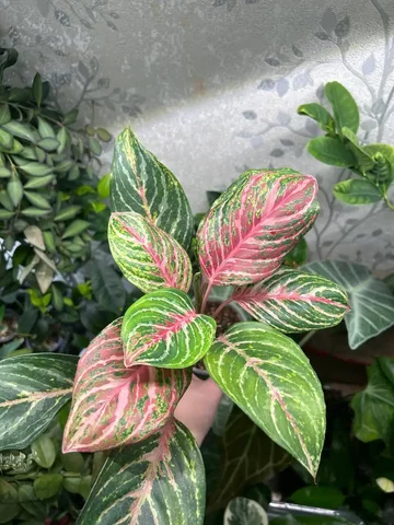 Аглаонема комнатное растение - Для дома и дачи в Красноярск