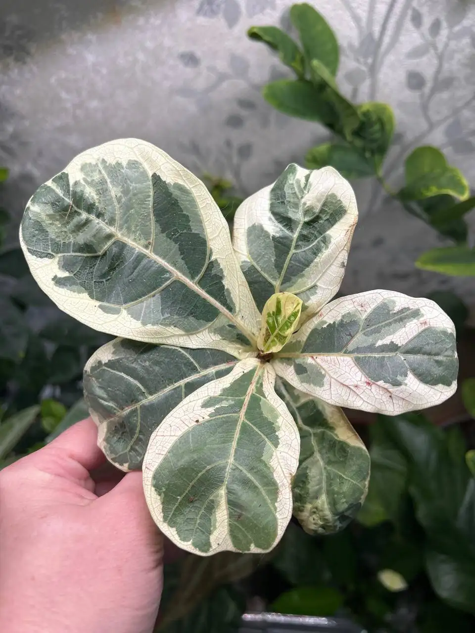 Фикус лирато вариегат - Комнатные растения (Хобби и отдых) в Красноярск