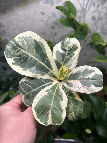 Фикус лирато вариегат - Лотереи в Красноярск