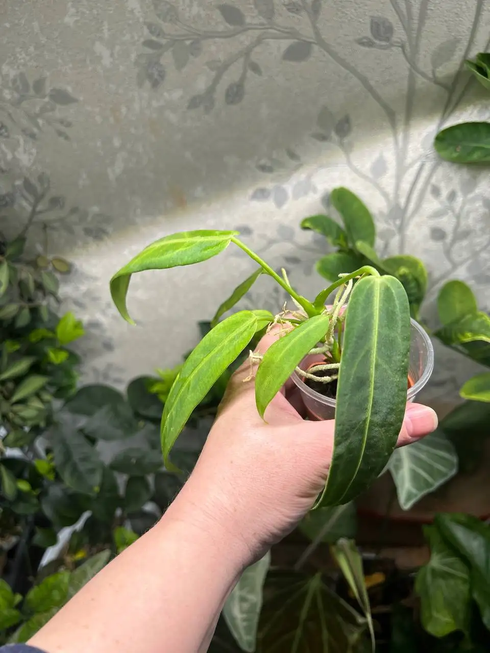 Продажа комнатных растений Антуриум Варока - Комнатные растения (Хобби и отдых) в Красноярск