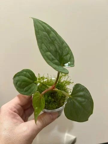 Продажа антуриума люкс - Лотереи в Красноярск