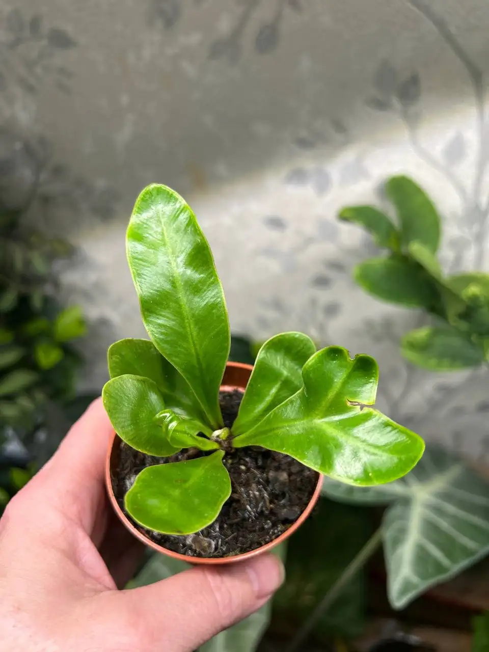 Асплениум кобра - Комнатные растения (Для дома и дачи) в Красноярск