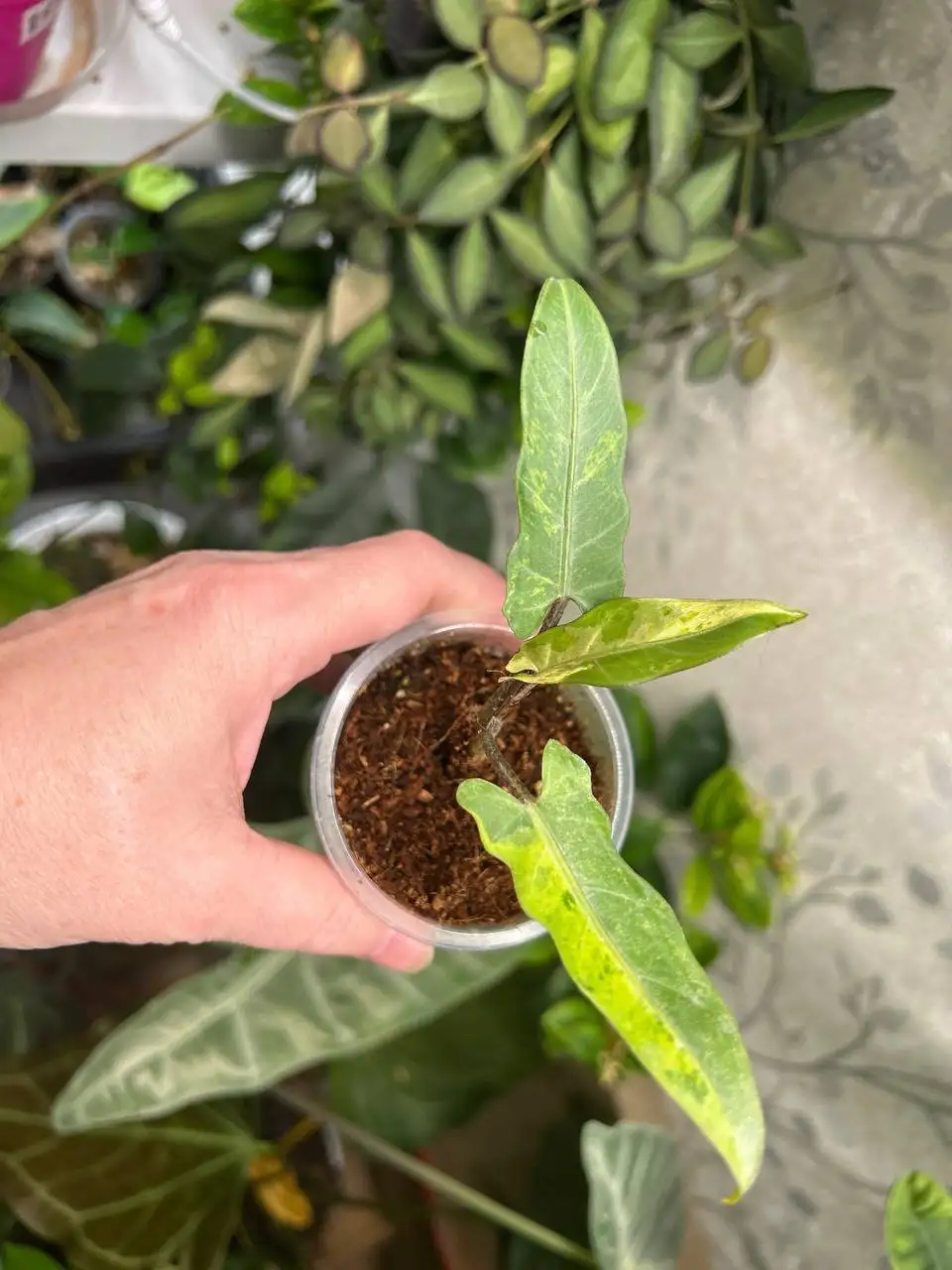 Алоказия лаутербахиана вар - Комнатные растения (Хобби и отдых) в Красноярск