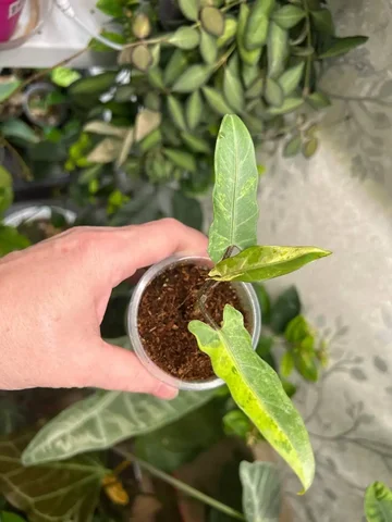 Алоказия лаутербахиана вар - Лотереи в Красноярск