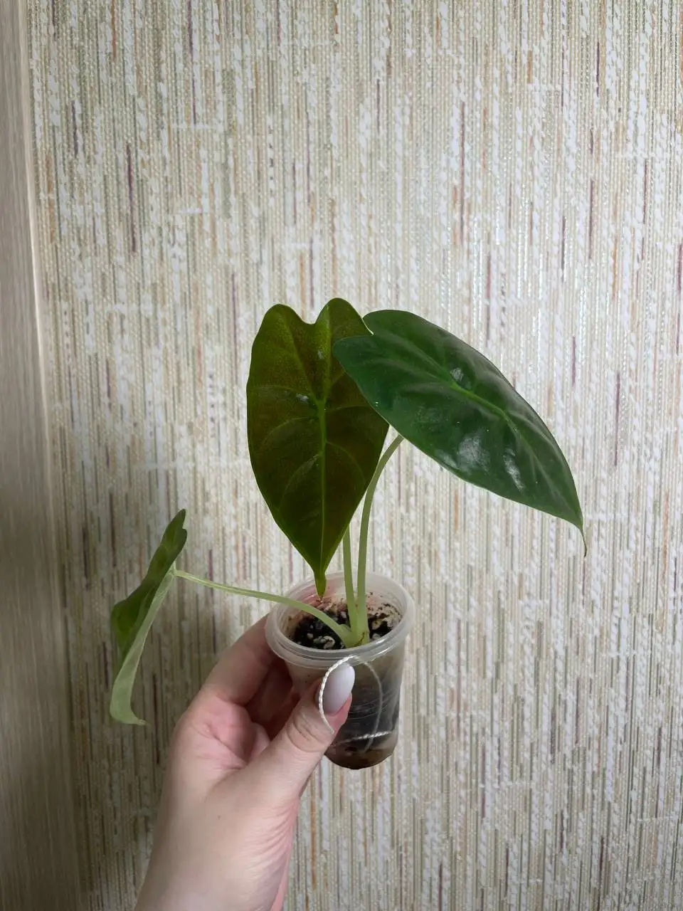 Алоказия Голден Бон - Комнатные растения (Хобби и отдых) в Красноярск