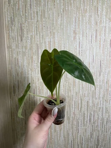 Алоказия Голден Бон - Лотереи в Красноярск