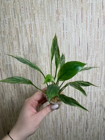 Спатифиллум вар - 400, есть больше/меньше - Барахолка в Красноярск