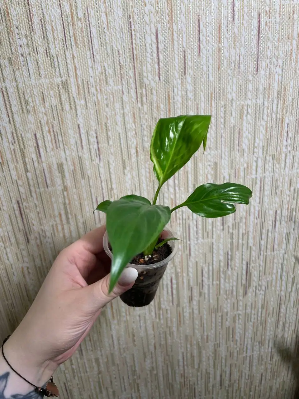 Спатифиллум Блорок из Индонезии - Комнатные растения (Хобби и отдых) в Красноярск