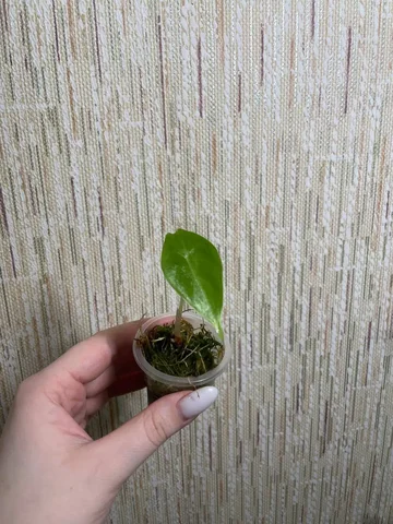 Алоказия лонгилоба Сильвер - Комнатные растения в Солнечный