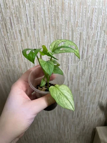 Монстера архипелаго 300, 2 черенка - Лотереи в Красноярск