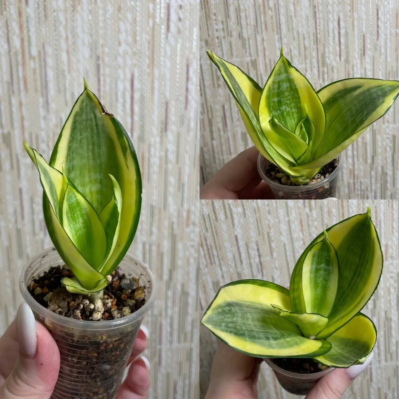 Сансевиерия ханни Голд комнатные растения - Комнатные растения (Хобби и отдых) в Красноярск