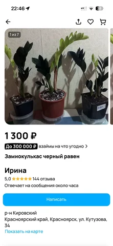 Комнатные растения в Красноярске - Лотереи в Красноярск