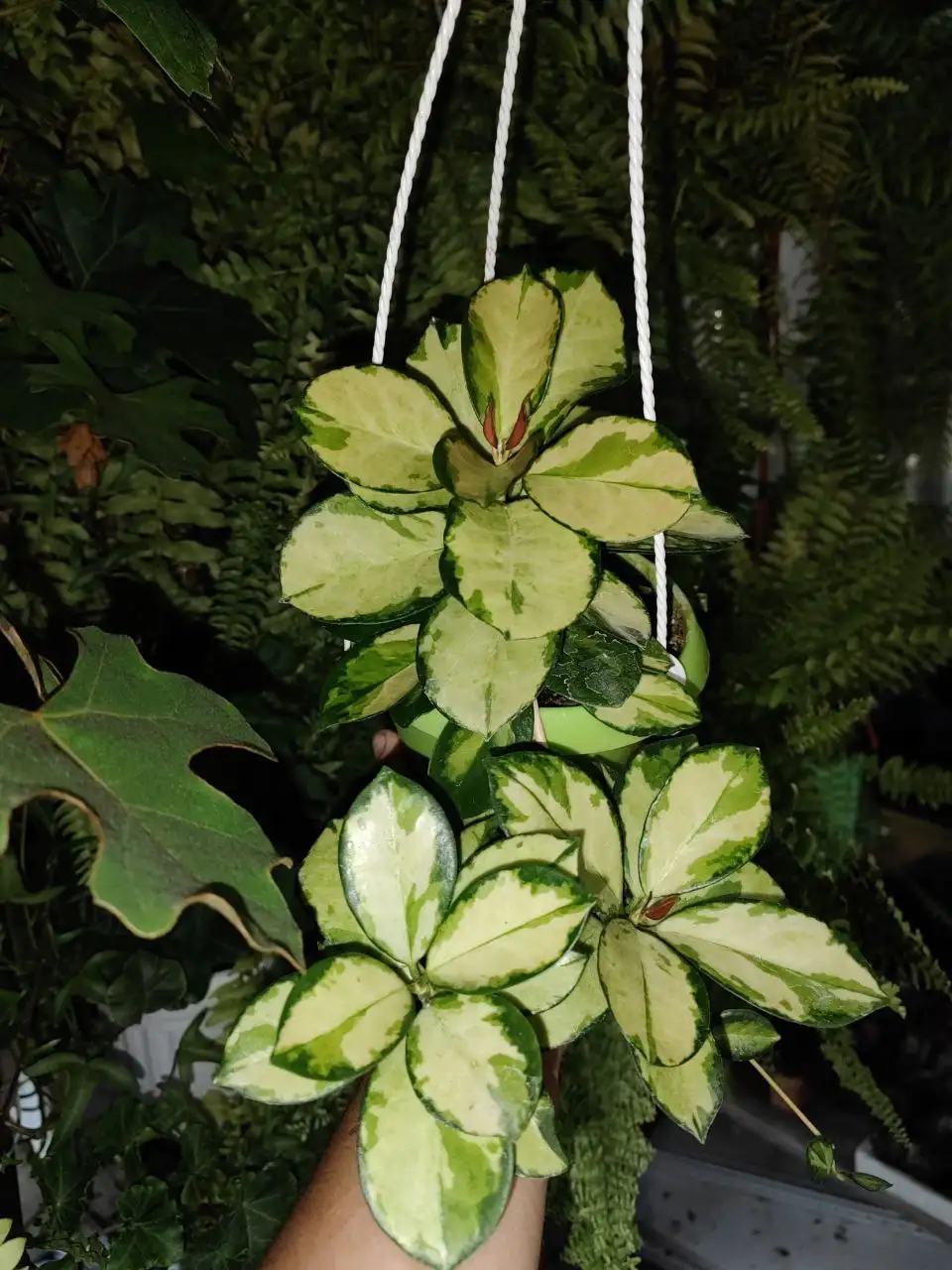 Хойя Лиза 450 детки - Комнатные растения (Хобби и отдых) в Красноярск