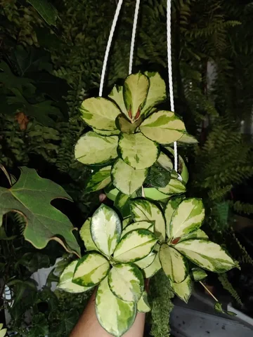 Хойя Лиза 450 детки - Хобби и отдых в Красноярск