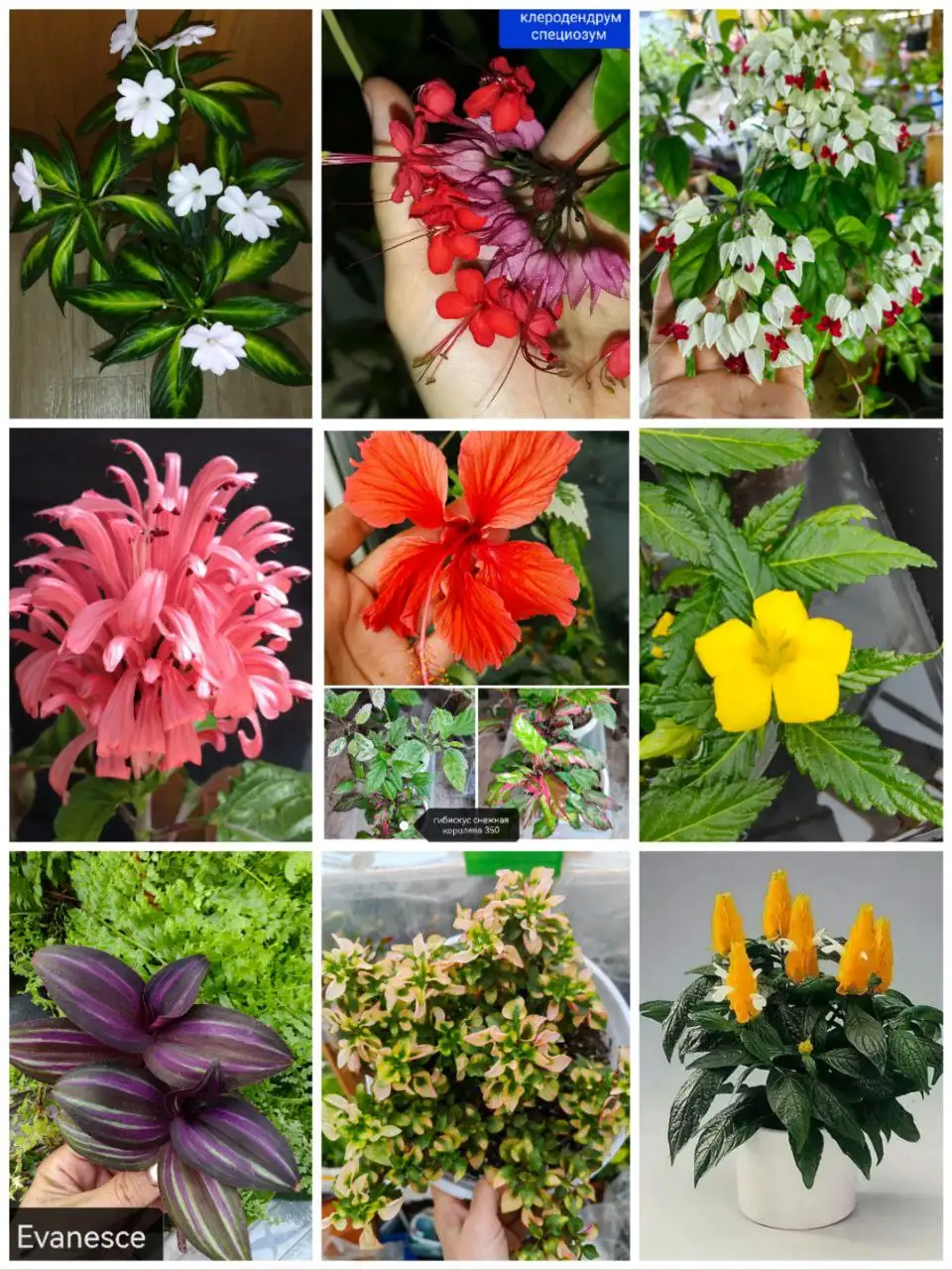 Комнатные растения в Красноярске - Комнатные растения (Хобби и отдых) в Красноярск