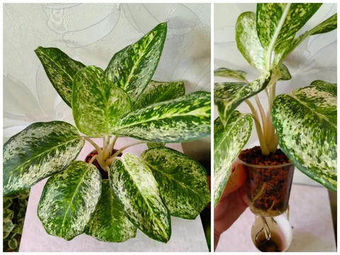 Аглаонема Белая Роза в минеральном грунте - Барахолка в Красноярск