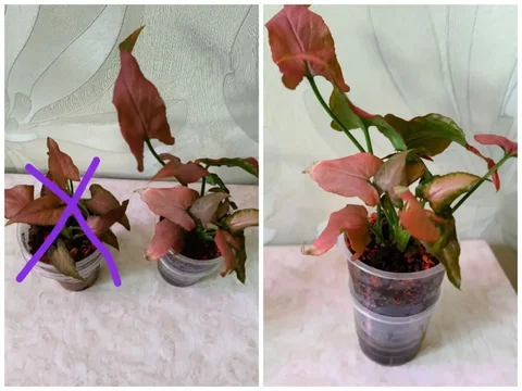 Сингониум кустовой Ombre Green Pink - Хобби и отдых в Красноярск