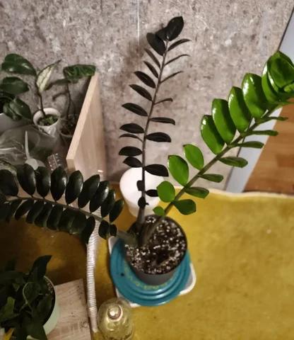 Комнатные растения в Красноярске - Хобби и отдых в Красноярск