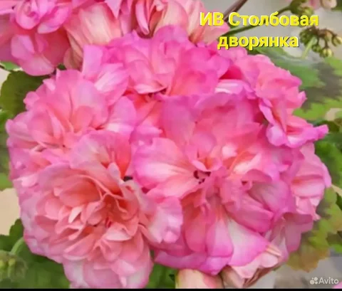 Гибридный зонартик ИВ-Столбовая Дворянка - Хобби и отдых в Красноярск