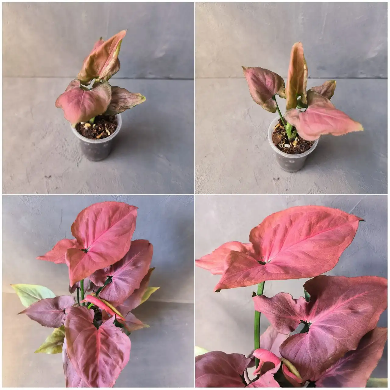 Сингониум SP Pink mini комнатное растение - Комнатные растения (Для дома и дачи) в Красноярск