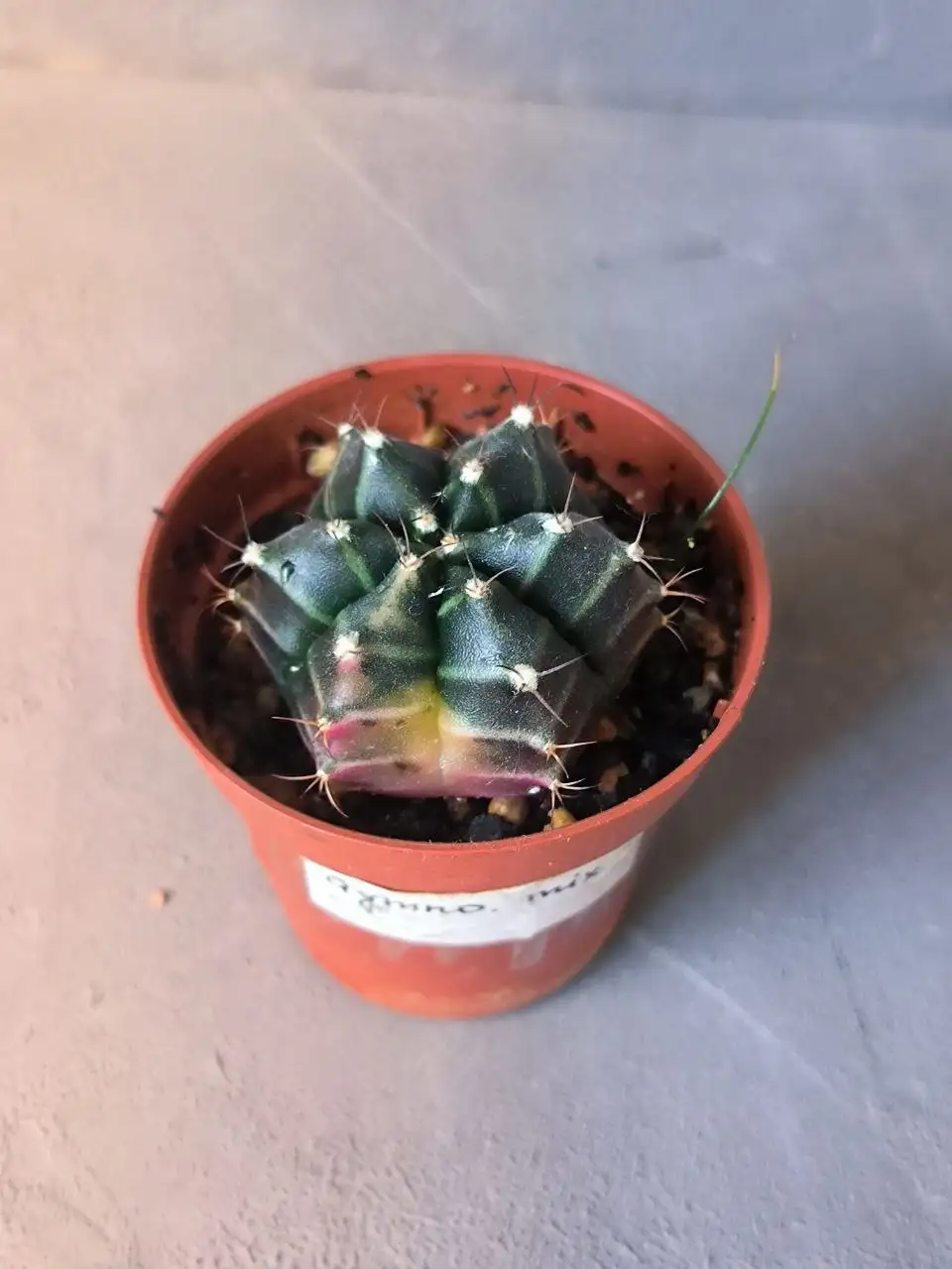 Вариегатный гимнокалициум с подселенцем шизматоглоттис - Комнатные растения (Хобби и отдых) в Красноярск