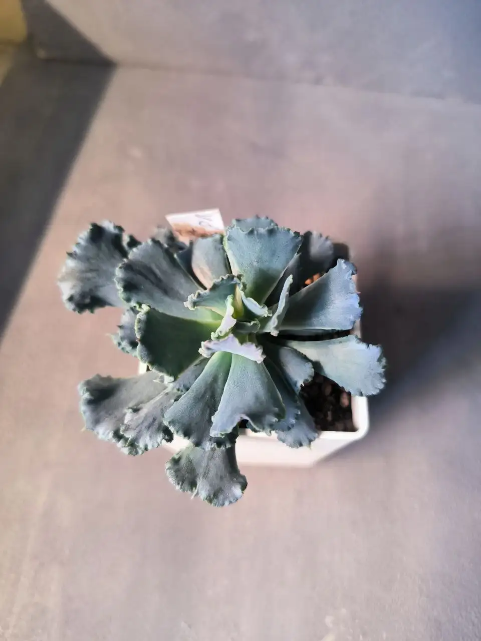 Эхеверия Шавиана Курли Перл - Комнатные растения (Хобби и отдых) в Красноярск