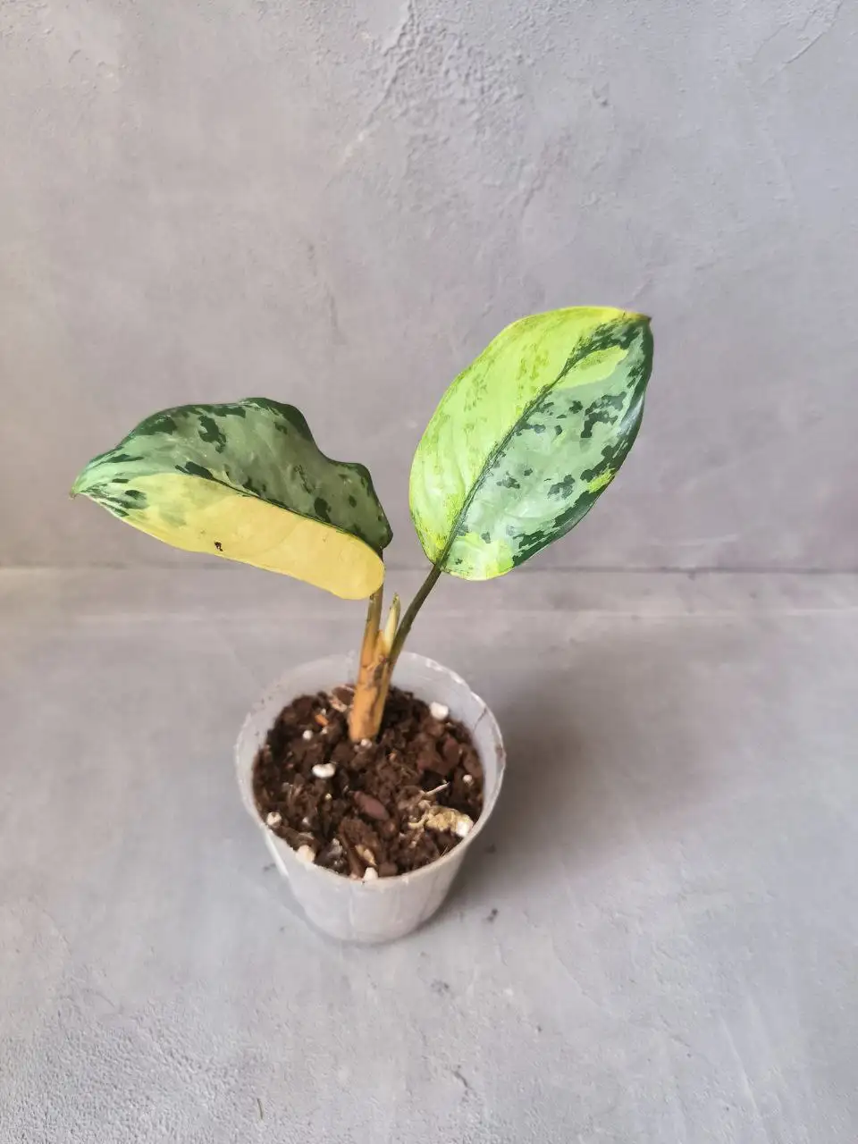 Аглаонема Манила комнатное растение - Комнатные растения (Для дома и дачи) в Красноярск