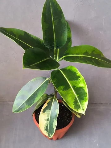 Фикус Дошери с жёлтой вариегатностью - Хобби и отдых в Красноярск