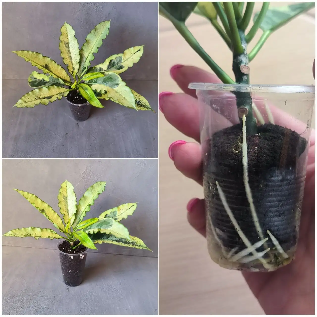 Кротон Тамара комнатное растение - Комнатные растения (Хобби и отдых) в Красноярск