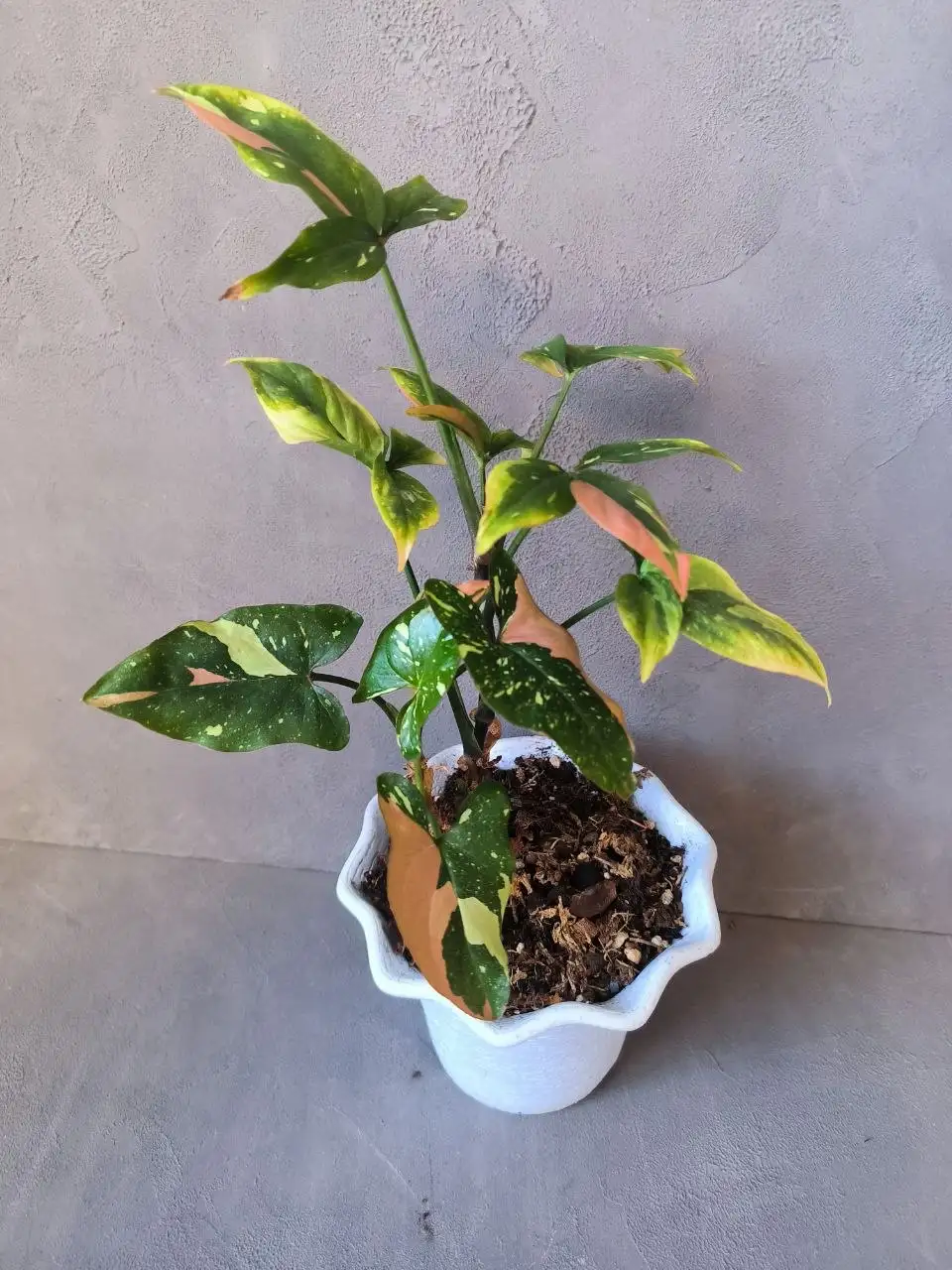 Сингониум Ред Спот Триколор в два ствола - Комнатные растения (Хобби и отдых) в Красноярск