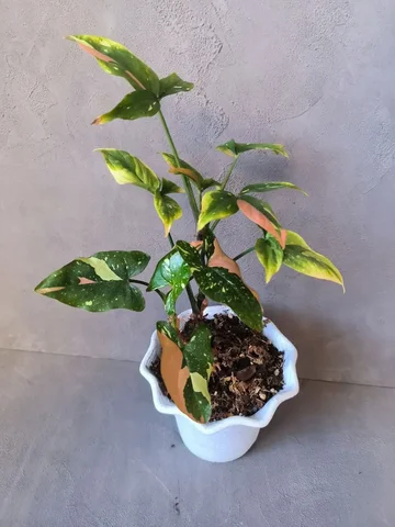 Сингониум Ред Спот Триколор в два ствола - Хобби и отдых в Красноярск