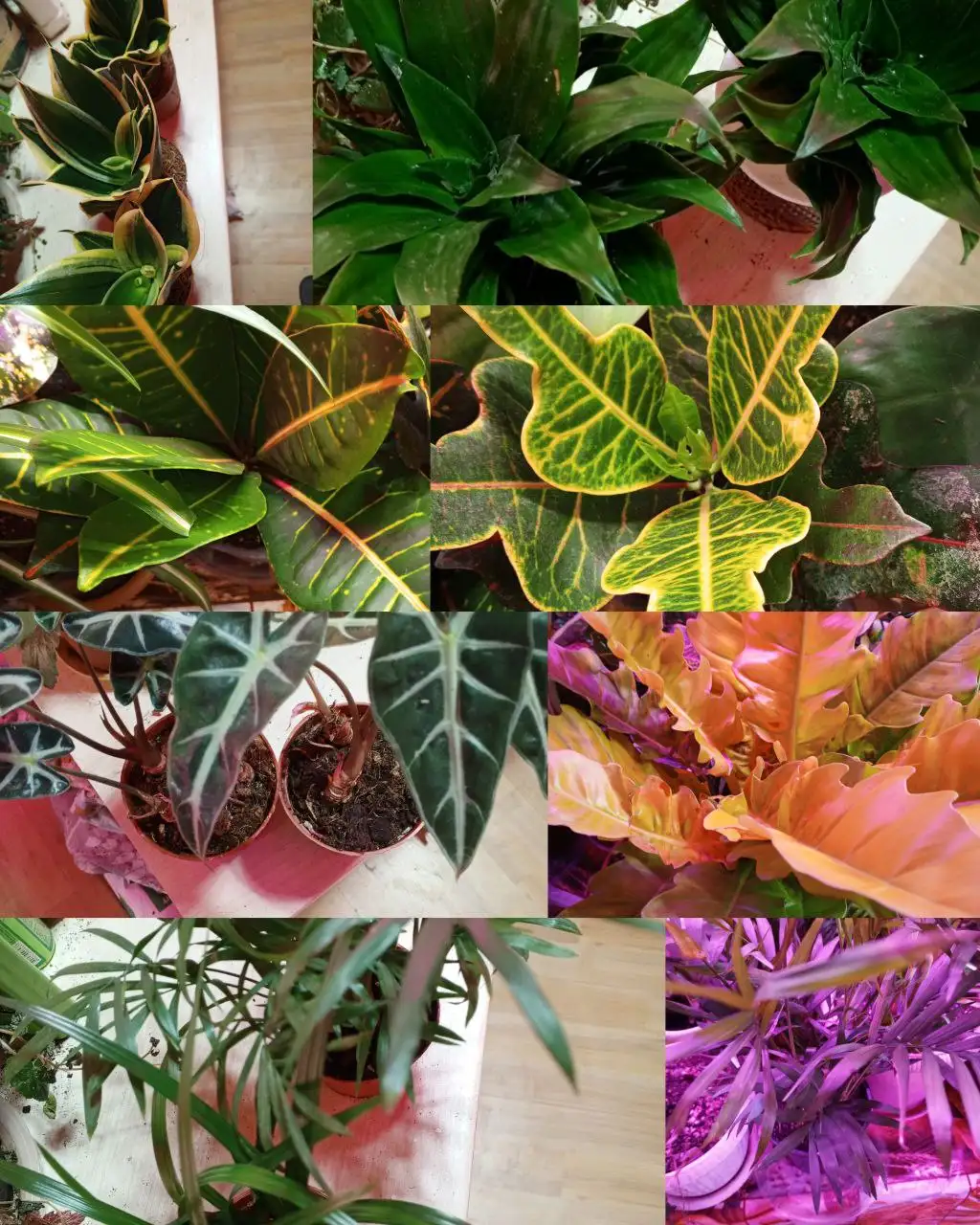 Продам комнатные цветы в Красноярске - Комнатные растения (Хобби и отдых) в Красноярск