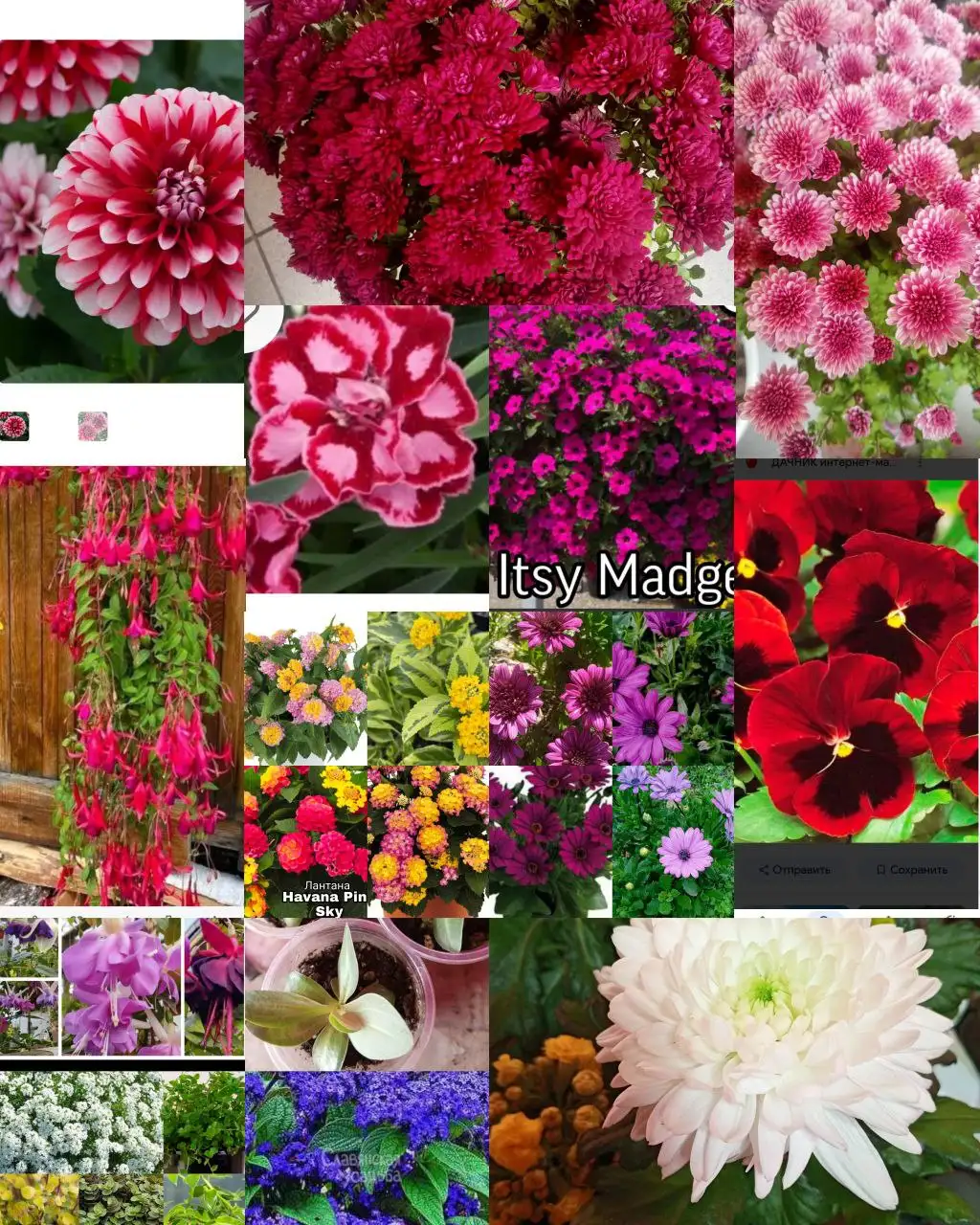 Продажа комнатных растений в Красноярске - Комнатные растения (Хобби и отдых) в Красноярск