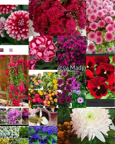 Продажа комнатных растений в Красноярске - Хобби и отдых в Красноярск