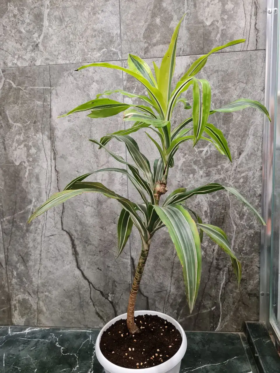 Продается драцена деремская - Комнатные растения (Хобби и отдых) в Красноярск