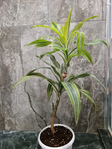 Продается драцена деремская - Хобби и отдых в Красноярск