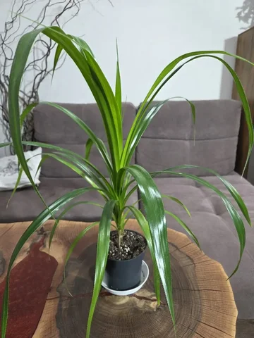 Панданус комнатное растение - Хобби и отдых в Красноярск