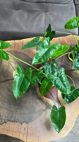 Филодендрон Бурле Макс - Хобби и отдых в Красноярск