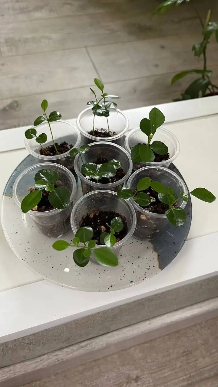 Продажа растений мурайя - Комнатные растения (Хобби и отдых) в Красноярск