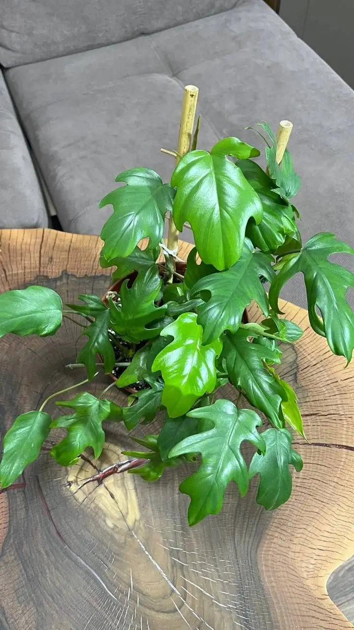 Филодендрон Майо - Комнатные растения (Хобби и отдых) в Красноярск