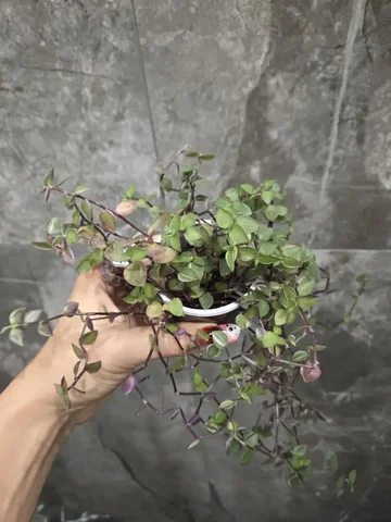 Каллизия Бьянка - комнатное растение - Хобби и отдых в Красноярск