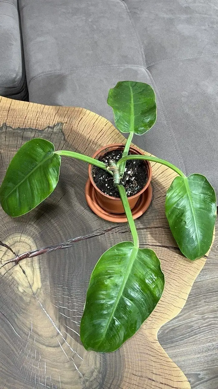 Филодендрон Мунлайт в Красноярске - Комнатные растения (Хобби и отдых) в Красноярск