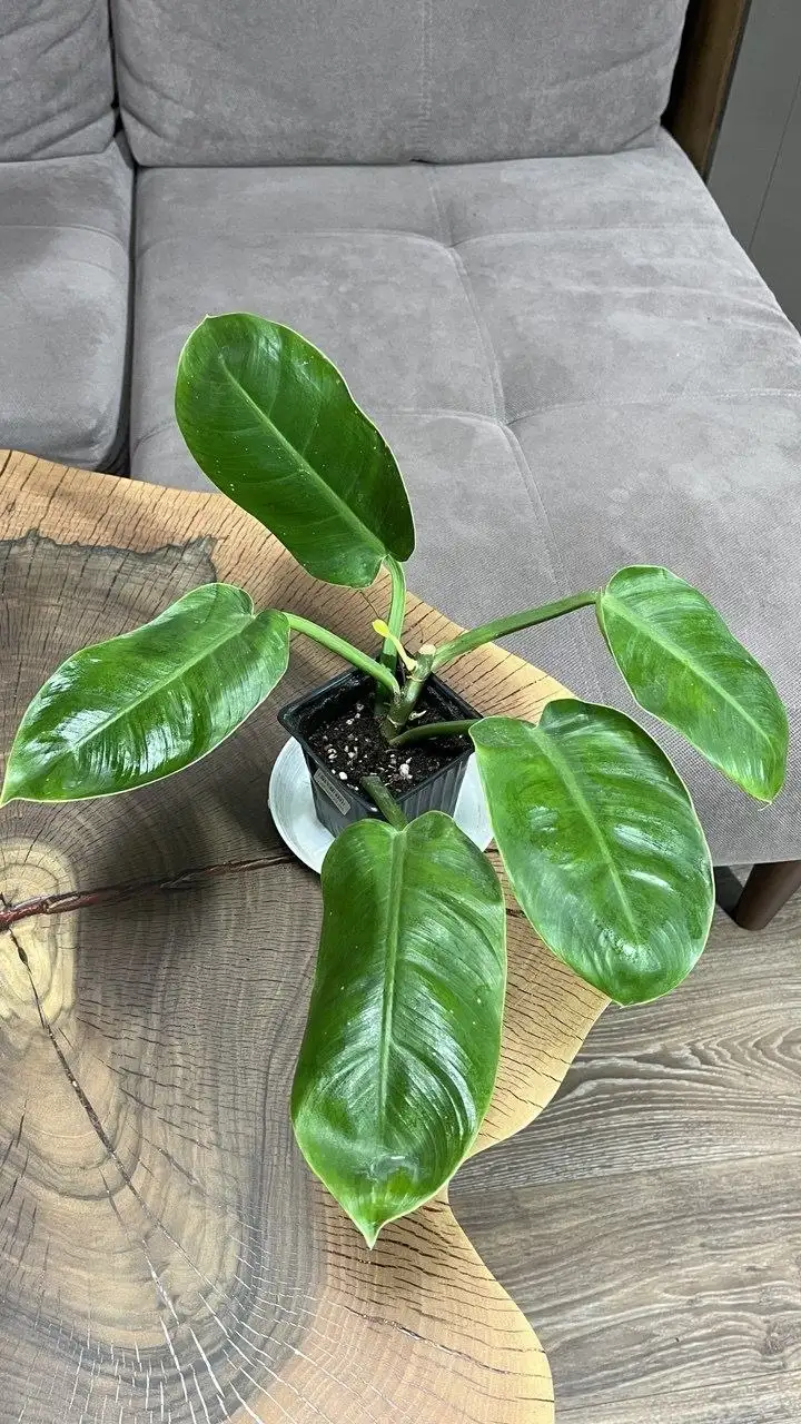 Филодендрон Мунлайт в Красноярске - Комнатные растения (Хобби и отдых) в Красноярск