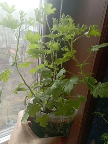 Продажа черенков пеларгонии Ангелс Москвитавей Ева - Хобби и отдых в Красноярск